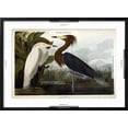thumbnail image 5 of Art.com Purple Heron, C.1835 Giclee Print by John James Audubon, Black Frame Wall Art, 29" x 21", 5 of 5