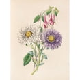 thumbnail image 3 of James Ackerman 11x14 Black Modern Framed Museum Art Print Titled - China-Aster and Fuchsia (1847), 3 of 5