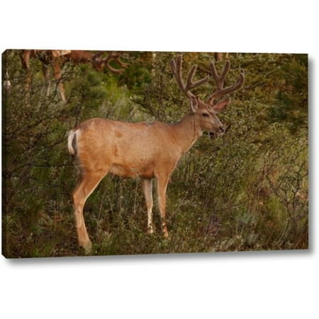 Millwood Pines 'Co, Pike Nf Mule Deer Buck with Velvet Antlers' Photographic Print on Wrapped (Best Way To Take Deer Antler Velvet)