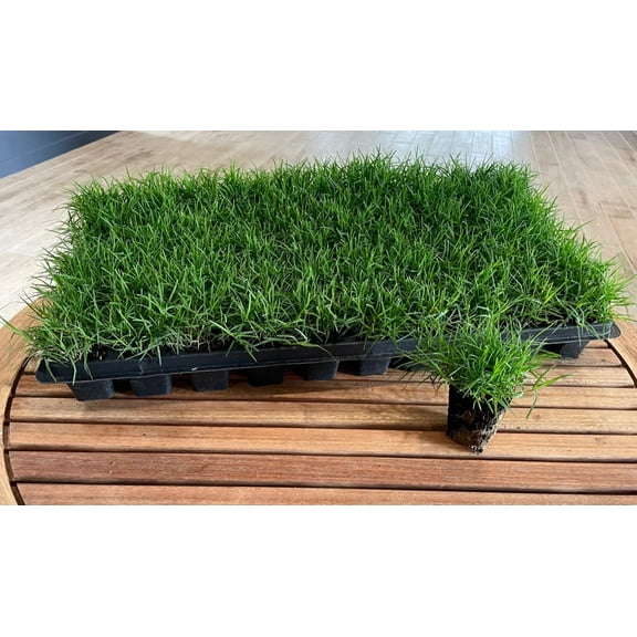 Bermuda Grass Plug Tray with 50 Grass Plugs for Indoor Garden Growing System