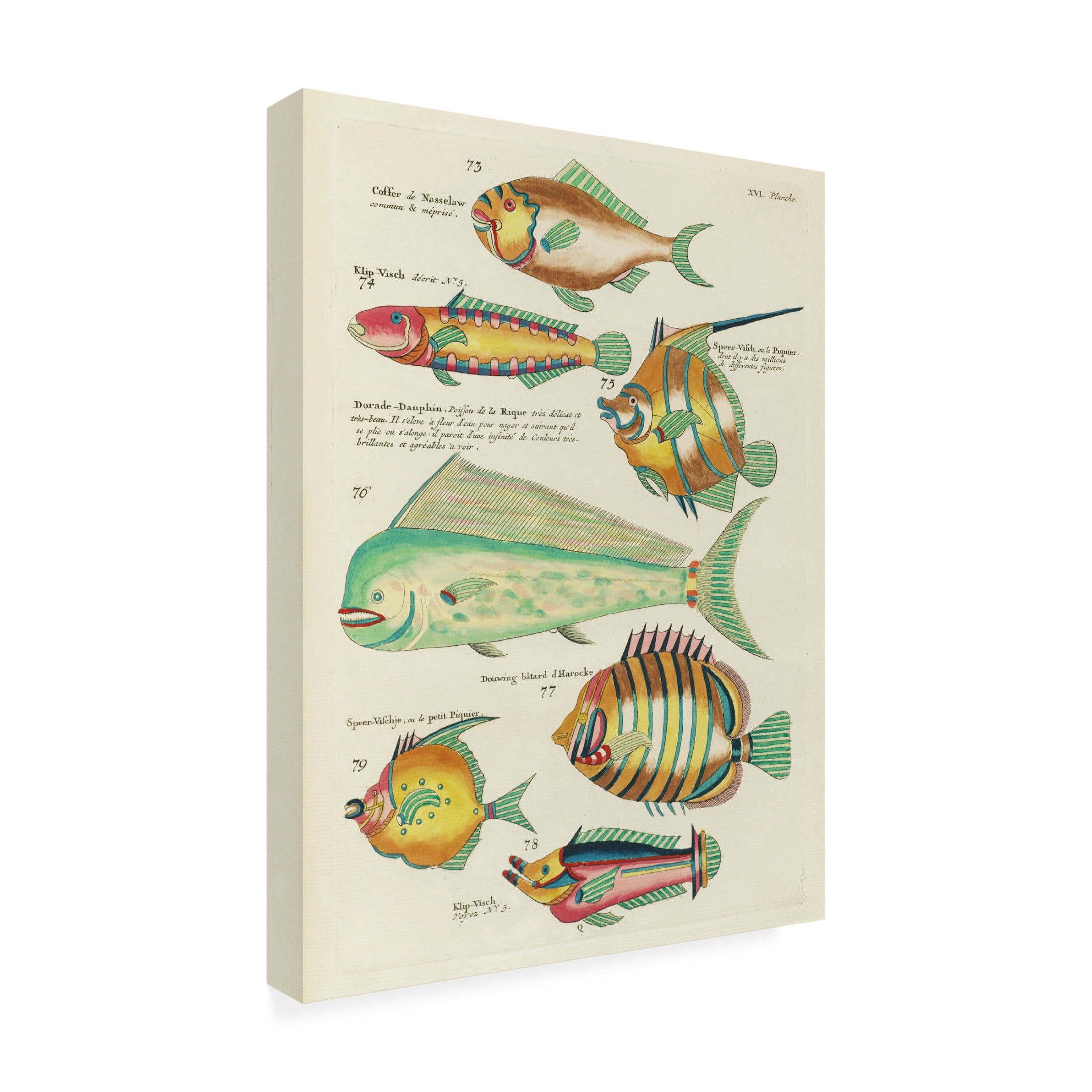 Trademark Fine Art Louis Renard  Renard Tropical Fish II Canvas Wall Art