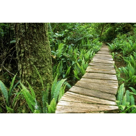Boardwalk Big Tree Trail In Temperate Rainforest Meares Island Tofino British Columbia Stretched Canvas - Mark Jurkovic  Design Pics (18 x
