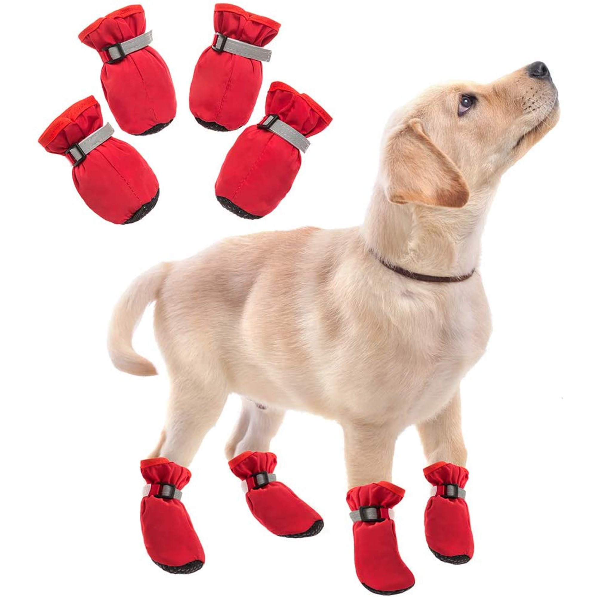 How Do I Know What Size Shoe My Dog Wears
