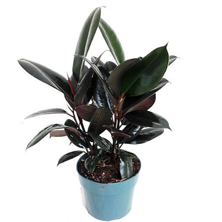 Burgundy Rubber Tree Plant - Ficus - An Old Favorite - 6