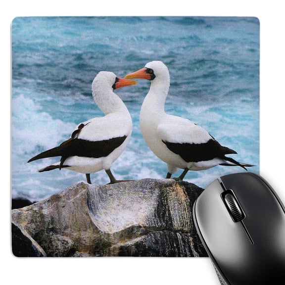 3dRose, Pair Of Albatross On Galapagos Island, MousePad