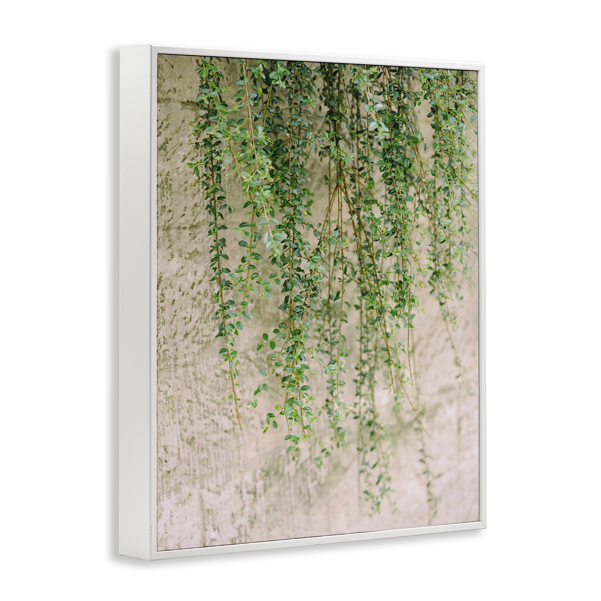 Stupell Industries Hanging Ivy Vines Botanical & Floral Photography White Framed Art Print Wall Art, 11 x 14