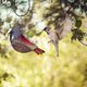 thumbnail image 1 of Comedero para pájaros de jardín, dispensador colgante en forma de pájaro, recipiente decorativo para semillas de pájaros para atraer carboneros, pinzones, petirrojos, gorriones LingWen 8390612322396, 1 of 1