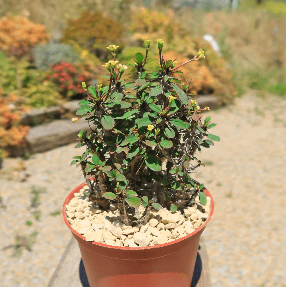 Hardy Crown of Thorn Live Plant, Yellow Euphorbia Milii Tree, Indoor Outdoor Décor Succulent Cactus, 4 to 6 Inch Tall, Ship No Pot