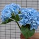 thumbnail image 4 of Flores artificiales de hortensias para exteriores, plantas falsas resistentes a los rayos UV, flores de plástico sintético para plantas colgantes interiores y exteriores, jardín, porche, 4 of 6