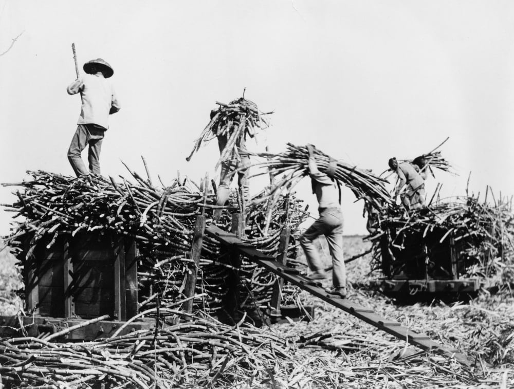 Hawaii Sugar Cane, C1917. /Nworkers Harvesting Sugar Cane And Loading