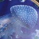 thumbnail image 5 of Etiqueta de la pared del dormitorio de estar Ventana falsa 3D Sea World 50 * 50 cm (5004) Likrtyny Para estrenar, 5 of 6