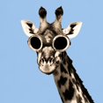 thumbnail image 3 of CafePress - Giraffe With Steampunk Sunglasses Goggles T Shirt - Men's Classic Graphic T-Shirt, 3 of 4