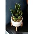 thumbnail image 4 of Flora Bunda CS3039E-BK 12'H Snake plant in 4.75' Ceramic Planter on Wood Stand, 4 of 4