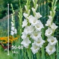 thumbnail image 6 of Garden State Bulb White Polar Bear Gladiolus Flower Bulbs, 12/14cm, Spring Planting (Bag of 30), 6 of 8
