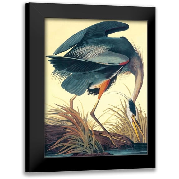 Audubon, John James 12x14 Black Modern Framed Museum Art Print Titled - Great Blue Heron