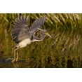 thumbnail image 2 of Illg, Cathy and Gordon 24x17 White Modern Wood Framed Museum Art Print Titled - FL, Palm Beach Co, Tri-colored heron hunting, 2 of 4