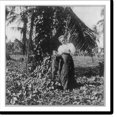 thumbnail image 2 of Historic Framed Print, [Scenes in Puerto Rico, 1898-1900: woman of Clark family], 17-7/8" x 21-7/8", 2 of 9