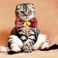 thumbnail image 4 of BotaniNest Bow Tie Bowtie Collar With Print Pattern Festive Holiday Bow Tie For Cats And Colorful Webbing Design, 4 of 4
