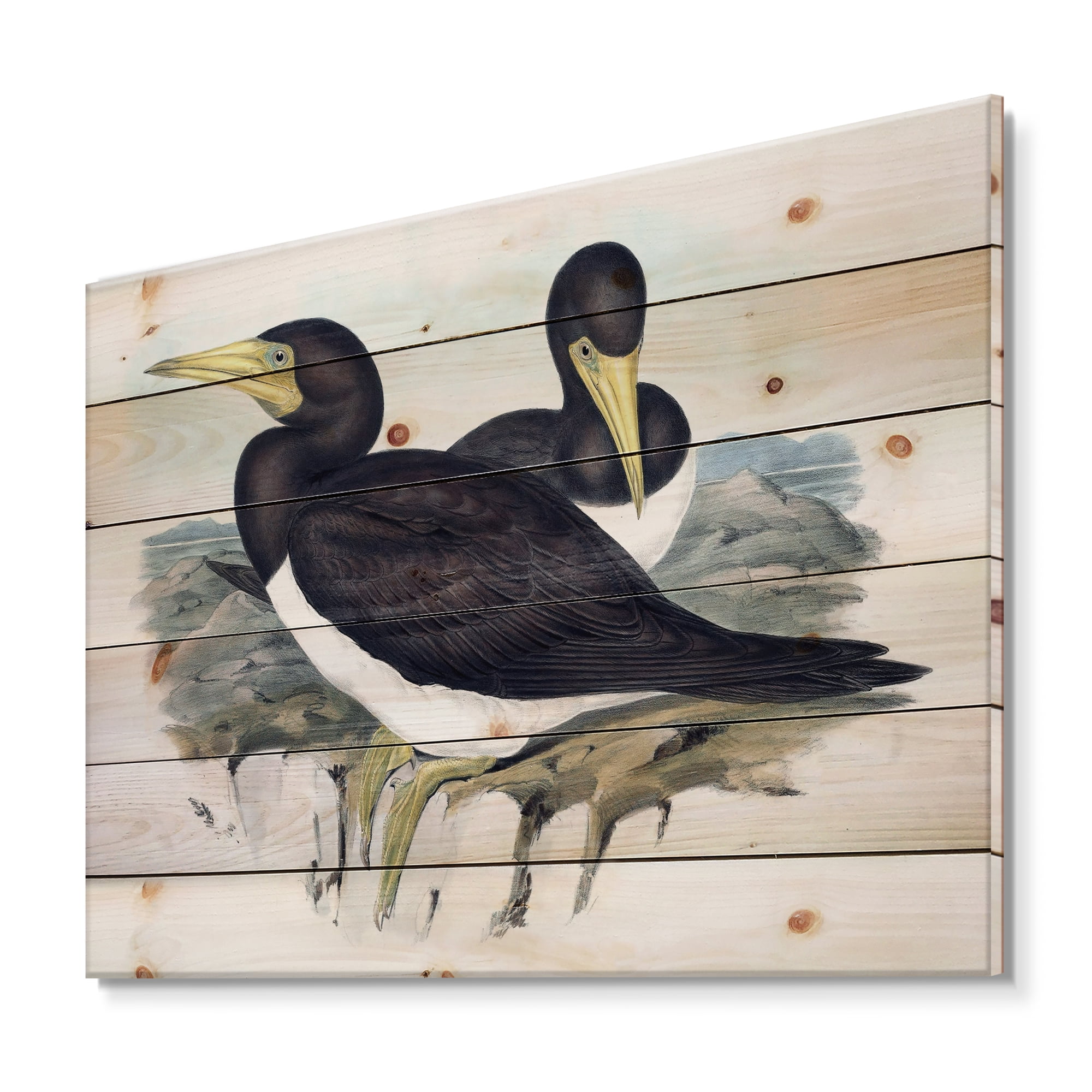 Designart 'Ancient Australian Birds XII' Traditional Print on Natural Pine Wood