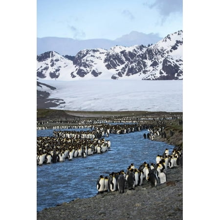Antarctica, South Georgia Island. St. Andrew's Bay, King Penguins in mountain landscape. Print Wall Art By Hollice