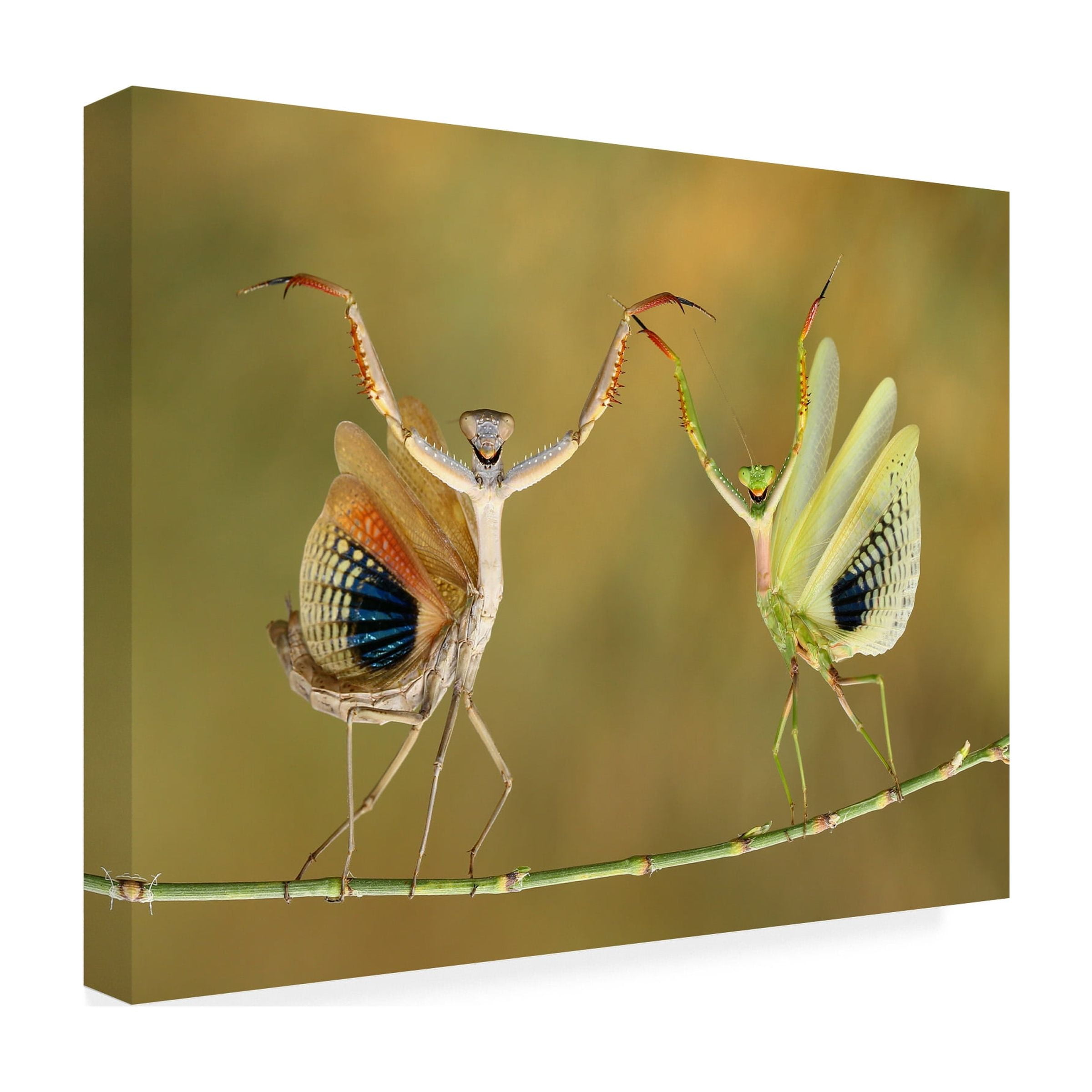Hasan Baglar 'Show Time' Canvas Art