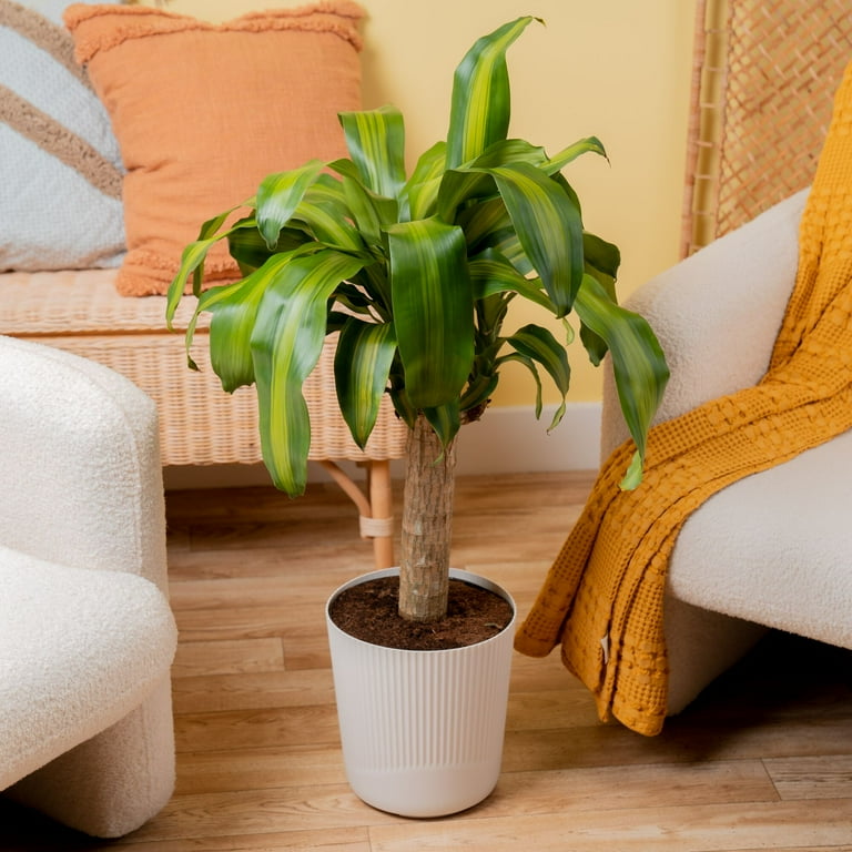 camo pothos Homalomena Camouflage | 4