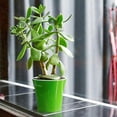 thumbnail image 6 of DecoPots - 6.5 Inch - Self Watering Planter - Indoor Flower Pot for All House Plants, Flowers, Herbs Diameter 6.5", Green - Black, 6 of 9