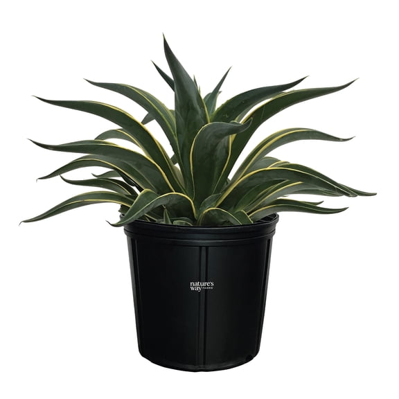Nature's Way Farms Agave Desmettiana Variegated Live Plant (18-24 inches tall) in growers pot