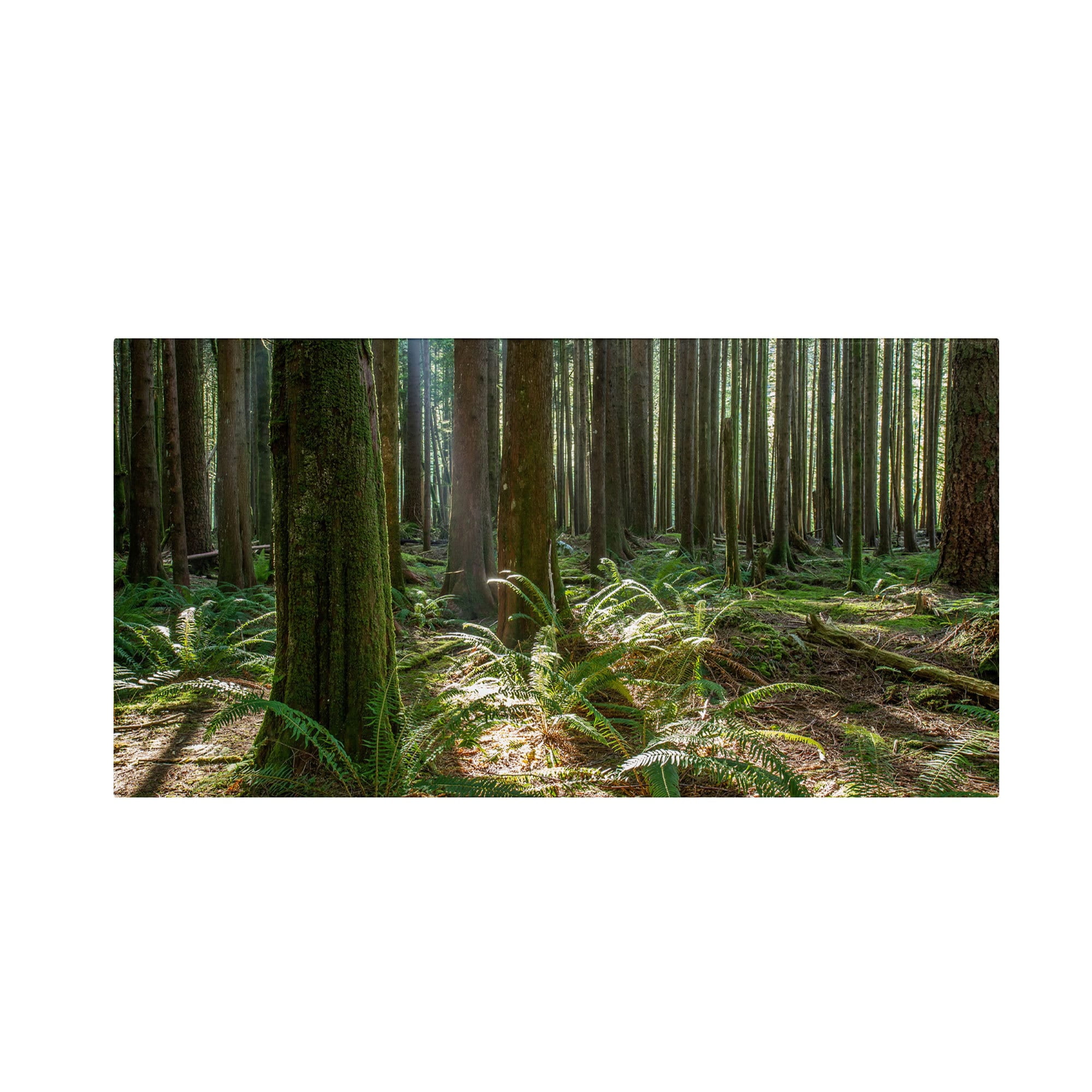 Trademark Fine Art "Forest" Canvas Art by Pierre Leclerc
