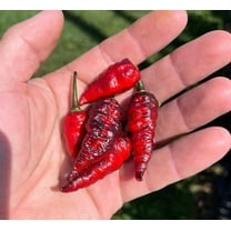 Naga Black Twister Pepper Premium Seed Packet