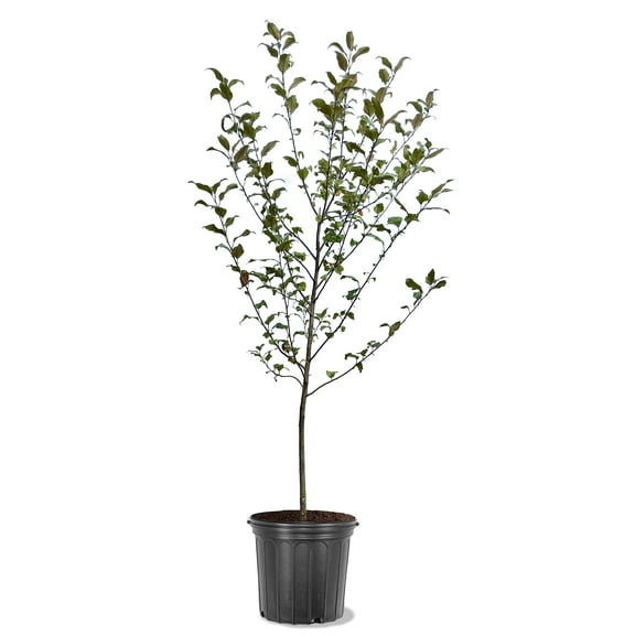 Expert Gardener 2-3 ft. tall Indian Summer Crabapple Live Tree in 5-Gallon Grower Pot