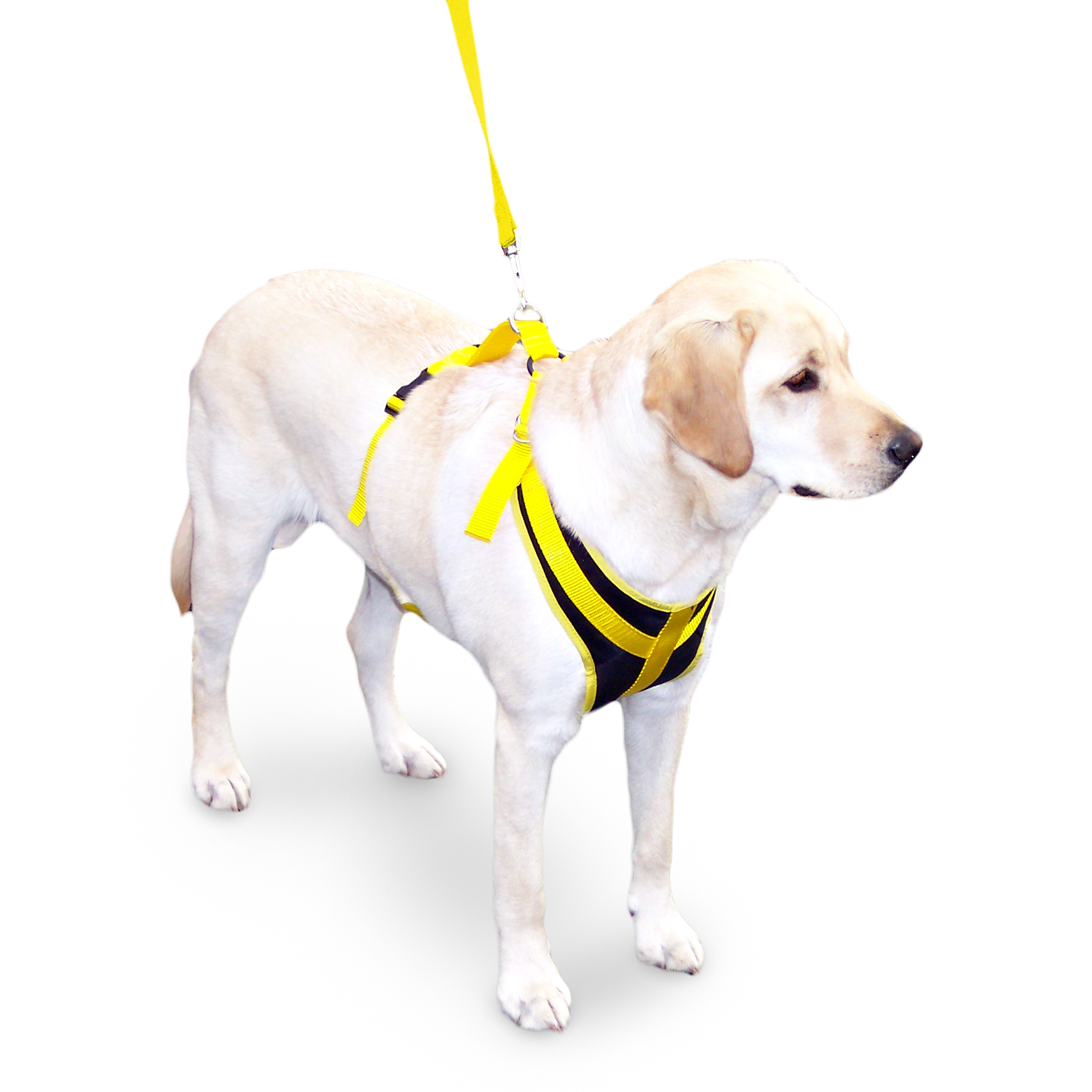 Walkin' Front Safety Dog Harness w/ Seatbelt & Leash