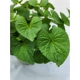 thumbnail image 5 of Threadleaf Tickseed, 5 of 5