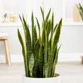 thumbnail image 2 of American Plant Exchange Sansevieria Laurentii Snake Plant in 10" Pot, Golden Edge Foliage, Easy Care, Low-Light Houseplant, 2 of 5