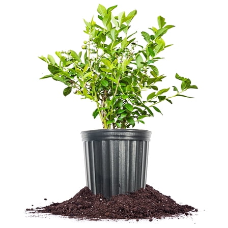 Perfect Plants Southern Highbush O'Neal Blueberry 3 Gallon