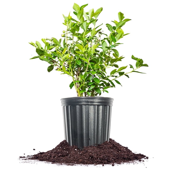 Perfect Plants Southern Highbush O'Neal Blueberry 3 Gallon