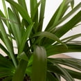 thumbnail image 5 of Southern Living Ever White Agapanthus 'Lily of the Nile' Live Shrub in 2.5-Quart Grower Pot, 5 of 10