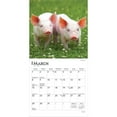 thumbnail image 3 of Piglets | 2026 7x14" (Hanging) Monthly Mini Wall Calendar | BrownTrout, 3 of 9