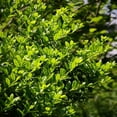 thumbnail image 3 of Dwarf Burford Holly - 3 Gallon Pot, Live Evergreen Shrub, Fragrant Flowers, Full/Part Sun, Outdoor, 3 of 6