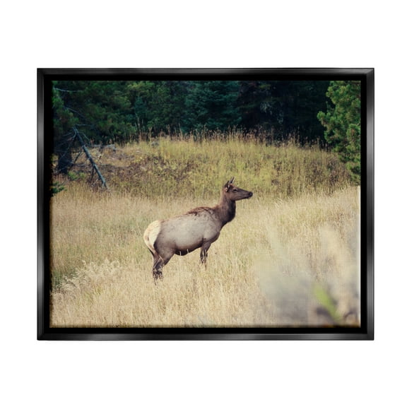 Stupell Wild Elk Nature Grove Photography Animals & Insects Photography Black Floater Framed Art Print Wall Art