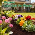 thumbnail image 6 of ZeeDix 8 Pcs 100% Organic Coco Coir Brick Coconut Coir Bricks for Plants Gardening Herbs, 6 of 9