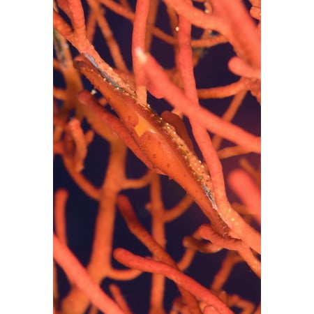 Bright red Cowrie on coral Papua New Guinea Canvas Art - Steve JonesStocktrek Images (23 x 35)