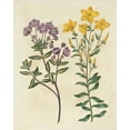 thumbnail image 2 of Edwards, Sydenham 15x18 Black Ornate Wood Framed with Double Matting Museum Art Print Titled - Garden Pairings II, 2 of 4