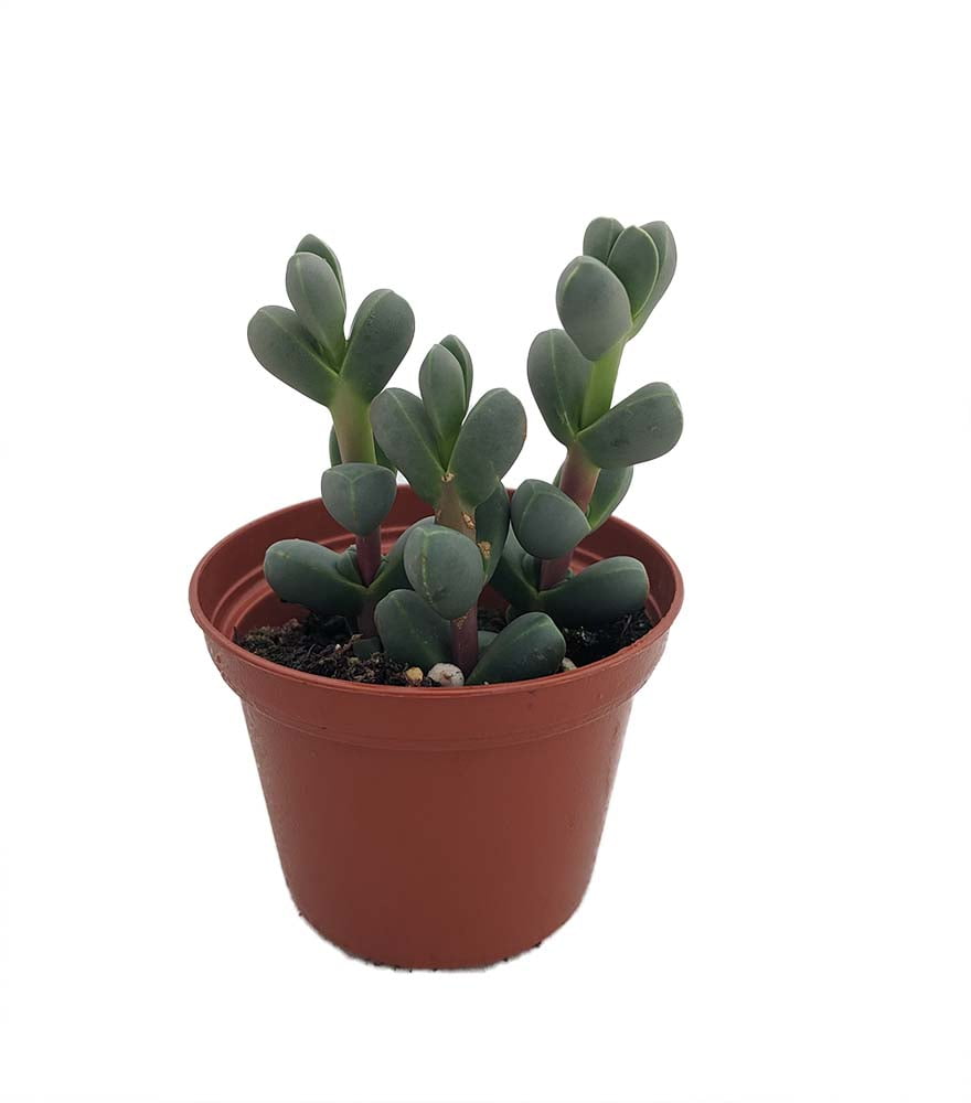 Alien Ice Plant Delosperma Lehmannii 2 5 Pot A Real Cool Succulent Walmart Com Walmart Com Alien Ice Plant Delosperma Lehmannii 2 5 Pot A Real Cool Succulent Walmart Com Walmart Com