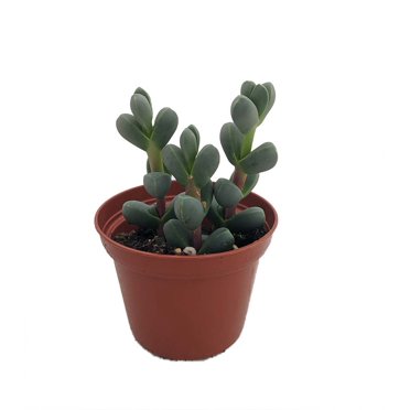 Love's Triangle Sedum - Stonecrop - Fairy Garden - 2.5