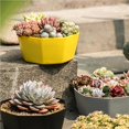 thumbnail image 2 of Xingzhi Succulent Planters Resin Plastic Crafts Personality Decorations Flower Pot Style Decorative Plants Container Office Yards Yellow, 2 of 8