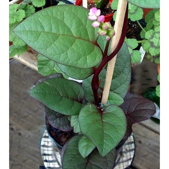 Malabar Red Spinach Plant - 2.5" Pot - Fresh Spinach Year Round Indoors