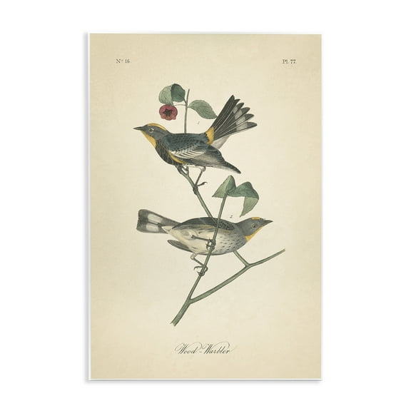 Stupell Industries Vintage Warbler Page Animals & Insects Painting Unframed Art Print Wall Art, 10 x 15