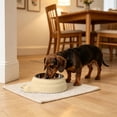 thumbnail image 6 of Tilted Stainless Steel Pet Bowl, 15° Raised Cat and Dog Food Bowl with Non-Slip Base, Feeder for Small to Medium Pets, 6 of 6