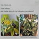 thumbnail image 2 of Liquid Plant Growth Enhancer, Root Stimulator for Seedlings, Flower Activation Solution, 2 of 2